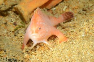 pink-handfish-m.jpg