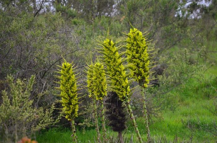 puya-chilensis-m-1.jpg