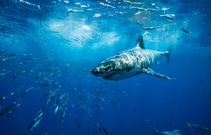 shark-m-1.png