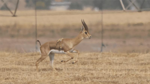 Una gazzella maschio che corre attraverso un paesaggio erboso con due zampe extra che pendono dalla parte centrale della schiena.