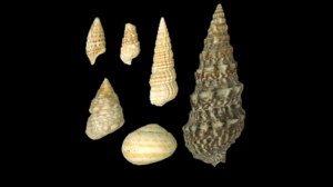 snail-shells-m.png