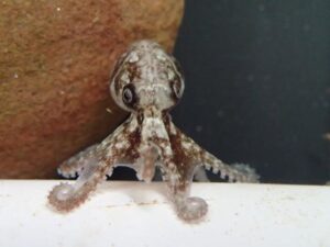 southern-keeled-octopus-m.jpg