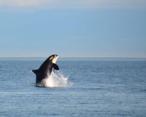 orca killer del Residente meridionale