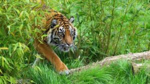 sumatran-tiger-in-grass-m.jpg