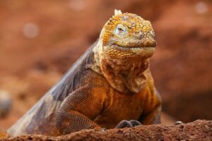 Grande iguana rossa e gialla che guarda la fotocamera con un'espressione soddisfatta.