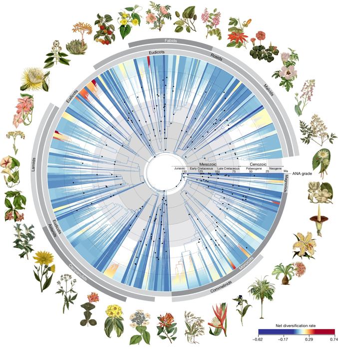 Albero evolutivo più dettagliato della vita delle piante fiorite