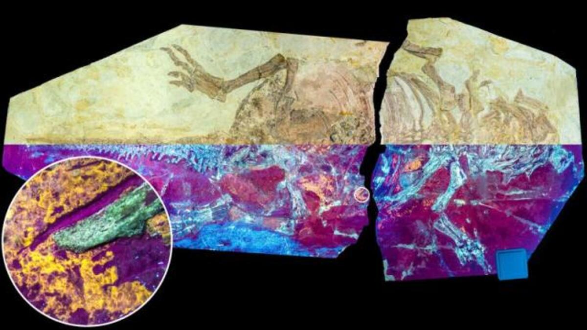 Trovato un fossile di dinosauro piumato in Cina