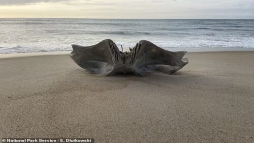 Resti di una misteriosa creatura scoperti sulla spiaggia della Carolina del Nord