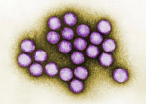 Adenovirus.png