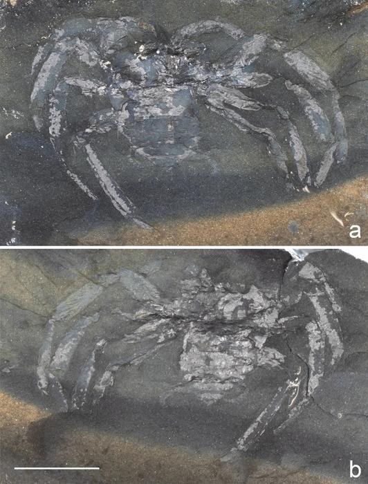 Fossile di creatura simile a un ragno Arthrolycosa wolterbeeki