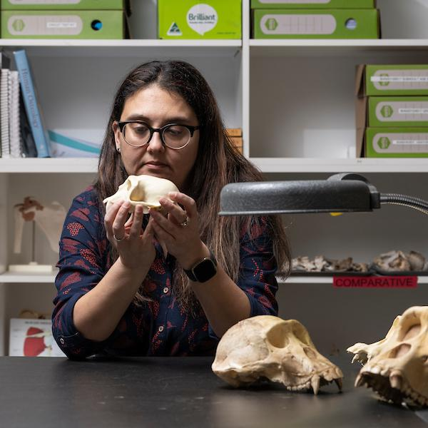 La dottoressa Katharine Balolia esamina uno dei cranii di maschio di nasico per capire perché a qualcuno piace.