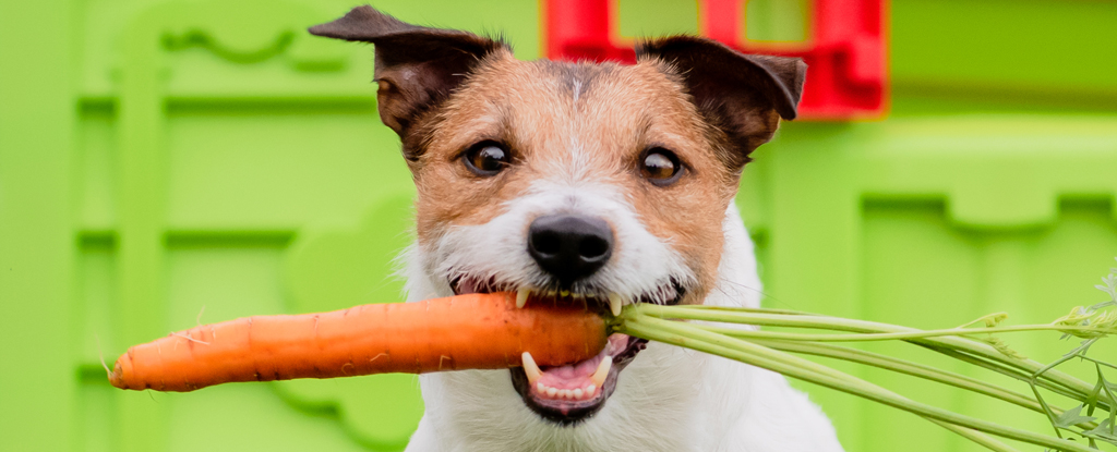 CloseUpOfJackRusselsFaceHoldingCarrotInMouth-2.jpg