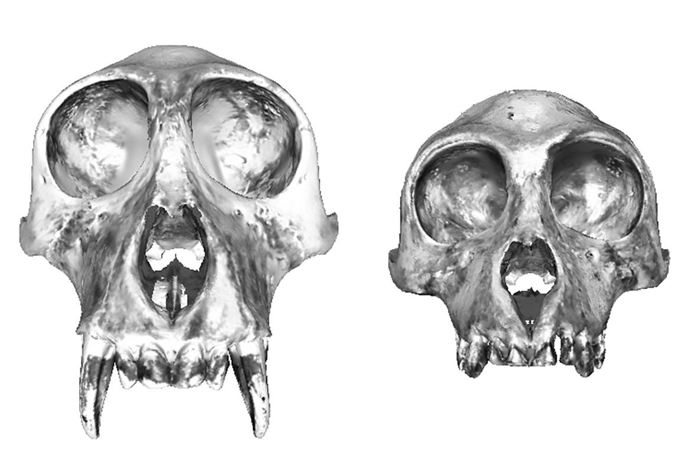 Un confronto tra un cranio di maschio (a sinistra) e femmina di nasico rivela che le cavità nasali sono molto più grandi nel maschio, anche considerando il cranio più grande.