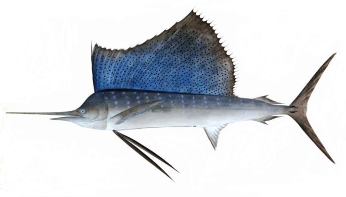 Un'illustrazione del pesce vela del Pacifico Indo (Istiophoridae platypterus).