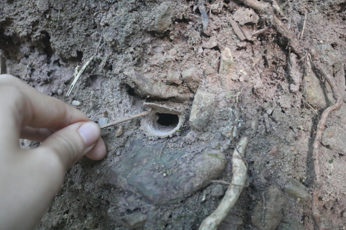 Tana del ragno trappola. La porta viene sollevata da un piccolo bastoncino tenuto in mano. La tana è circondata da fango e pietra.