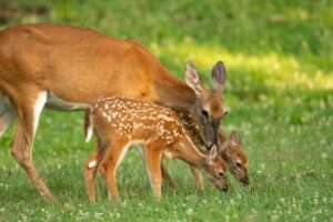 a-white-tailed-deer-doe-and-its-two-fawns-in-an-open-meadow-m.jpg