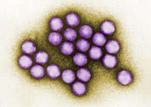 adenovirus-virions-m.jpg