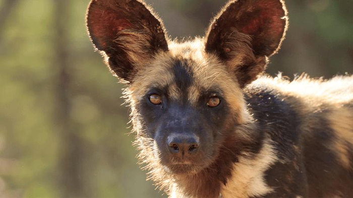 african-wild-dog-m.png