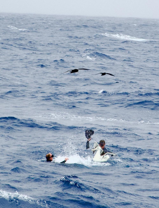 un albatro che attacca nuotatori al punto nemo