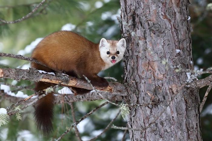 amercan-marten-sat-on-a-tree-branch-sticking-its-tongue-out-at-the-camera-m.jpg