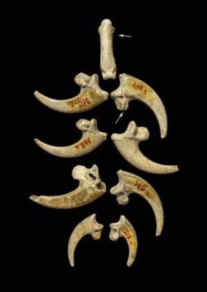 an-image-of-white-tailed-eagle-talons-from-the-krapina-neandertal-site-in-present-day-croatia-dating-to-approximately-130-000-years-ago-may-be-part-of-a-jewelry-assemblage-m.jpg