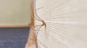 are-daddy-long-legs-poisonous-m.png