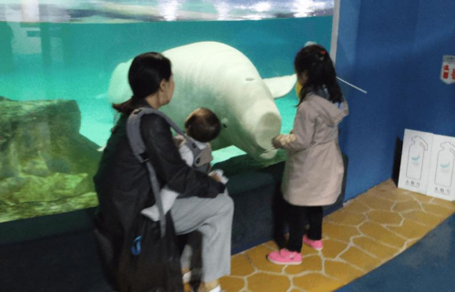 La lotta per la libertà di Bella: la beluga solitaria di Lotte World