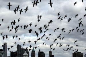 birds-in-new-york-city-m.jpg