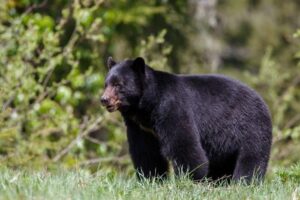 black-bear-m.jpg