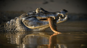 black-caiman-m.png