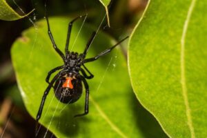 black-widow-m.jpg