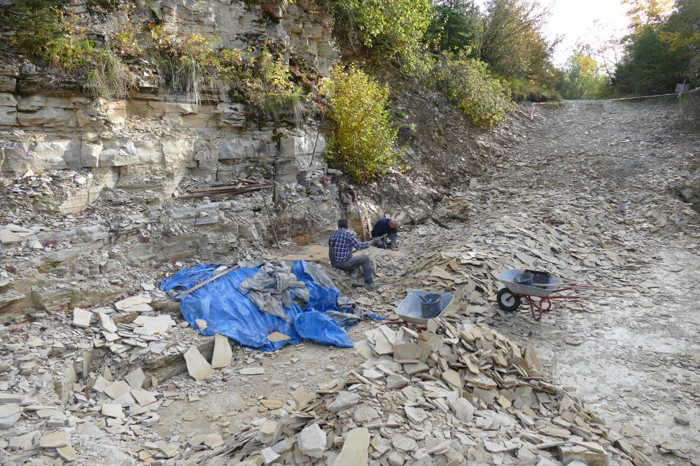 il sito fossile dove è stata trovata una rara stella marina risalente a 155 milioni di anni fa