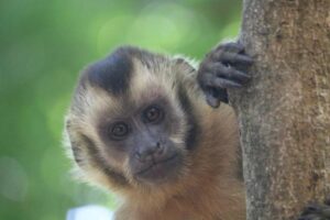 capuchin-monkey-m.jpg