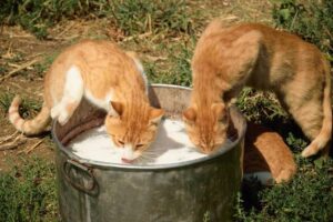 cats-drinking-milk-m.jpg