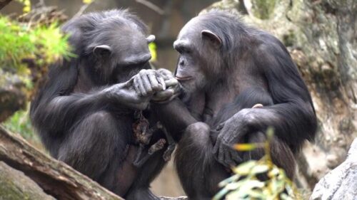 Il lutto degli scimpanzé: un’indagine sulla percezione della morte