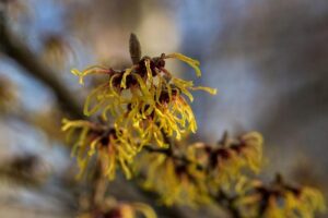 chinese-witch-hazel-m.jpg