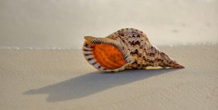 conch-shell-m-1.jpg