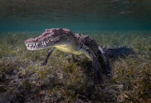 cuban-croc-underwater-m.jpg