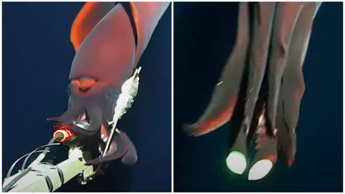 Raro calamaro di acque profonde avvistato mentre cerca di inghiottire telecamera