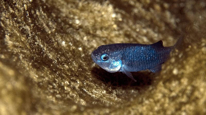 devils-hole-pupfish-m-1.png