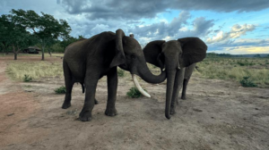 elephant-greeting-m.png