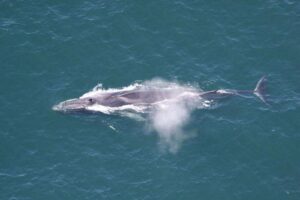 fin-whale-m.jpg