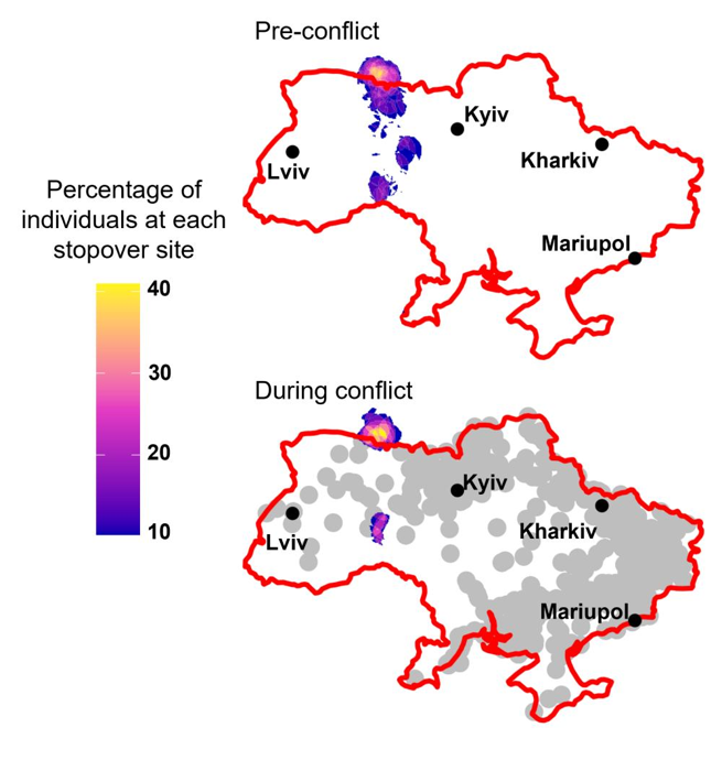 un grafico che mostra come meno uccelli si fermavano nei siti di rifornimento dopo l'inizio della guerra in Ucraina