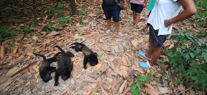 Morte di massa delle scimmie in Messico a causa dell’afa torrida