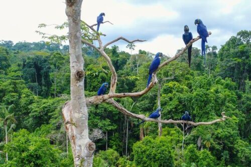 Riduzione storica della deforestazione in Amazzonia brasiliana