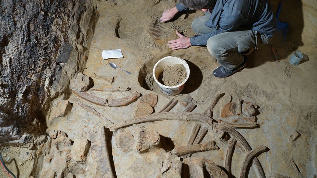Un uomo scopre le ossa di 3 mammut nella sua cantina