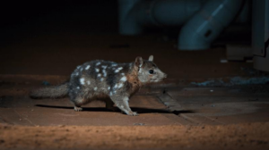 northern-quoll-m.png