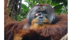 orangutan-treats-wound-1.jpg