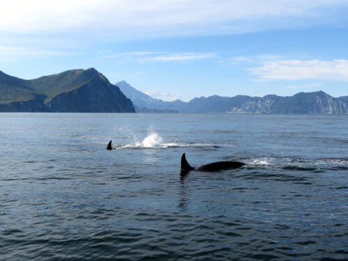 Scoperto il motivo dello strano aumento di attacchi delle orche alle barche