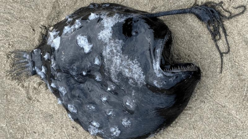 Scoperta straordinaria: pesce pallone del Pacifico spiaggiato in Oregon